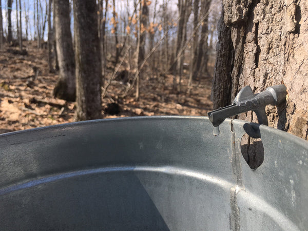 Maple Sugaring Season - Being Prepared - Forest-Safety Products