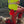 Forest Safety Products Chainsaw Trauma Kit Rapid Access
